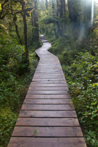 Cape Scott Provincial Park, wooden path through the forest, planks, Canada Cape Scott Provincial Park, wooden path through the forest, planks, Canada